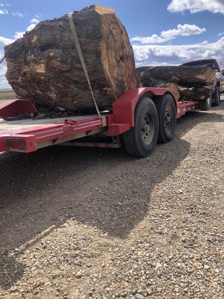 Tree trunks loaded on the trailer for haul-away