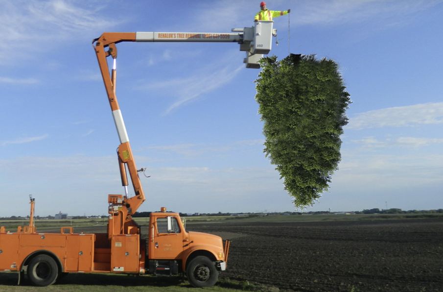 Tree Removal
